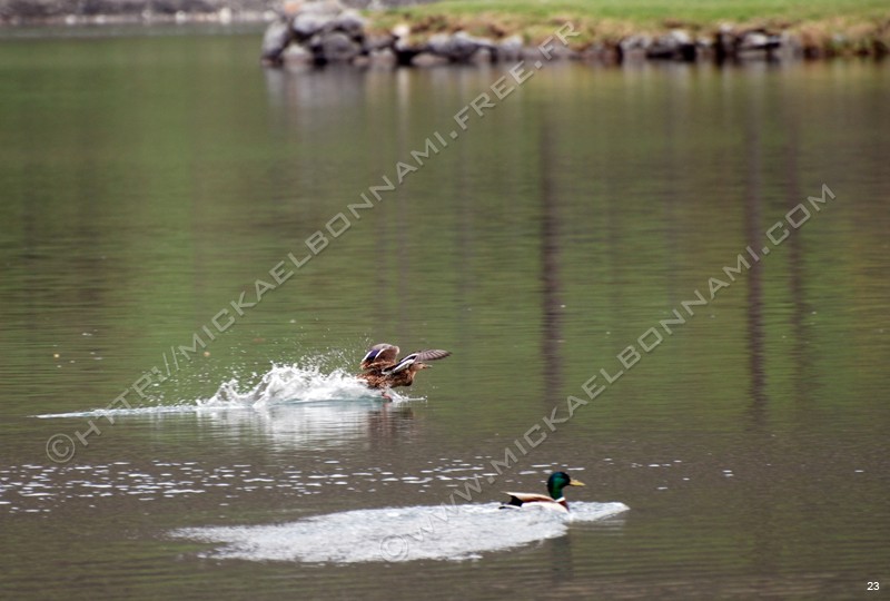 Photo (15)