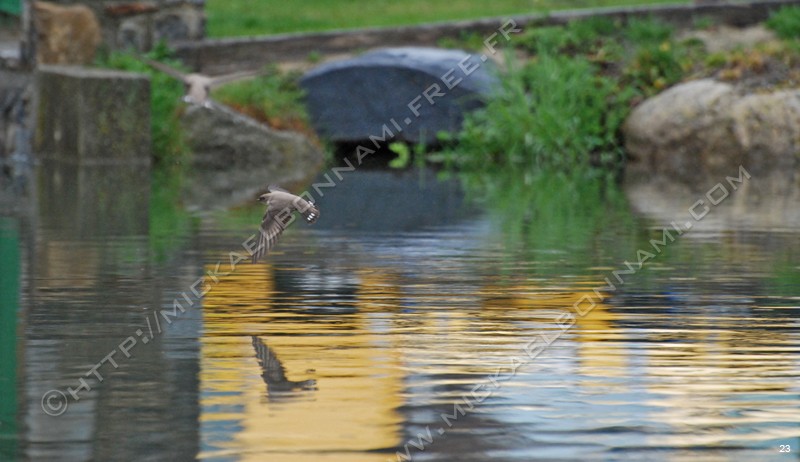 Photo (20)