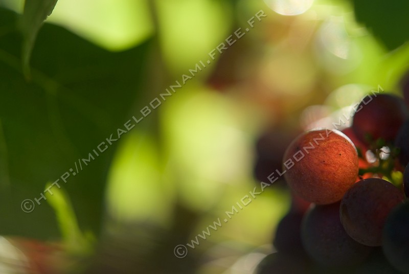 NIKON D200 - 60.0 mm f/2.8