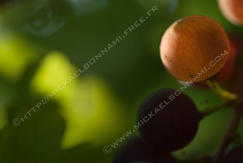 NIKON D200 - 60.0 mm f/2.8