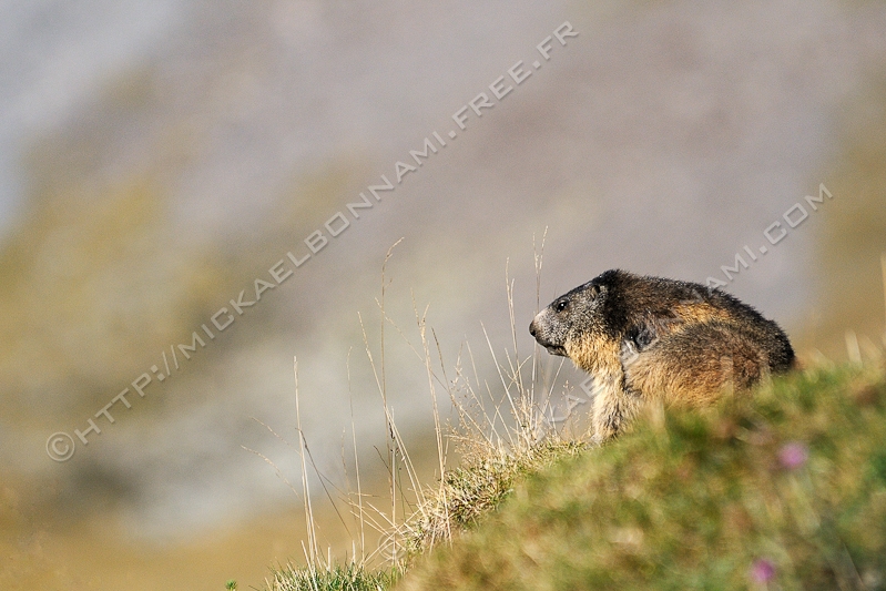 NIKON D300S - 80.0-400.0 mm f/4.5-5.6