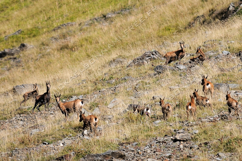 NIKON D300S - 80.0-400.0 mm f/4.5-5.6