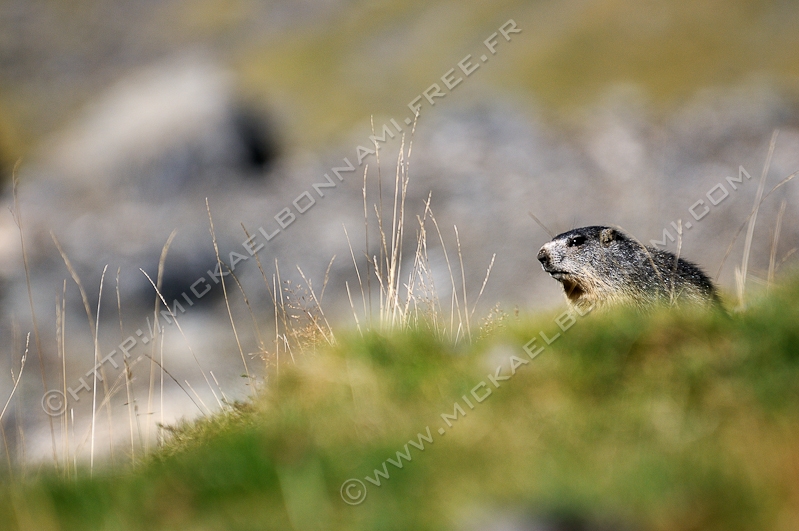 NIKON D300S - 80.0-400.0 mm f/4.5-5.6