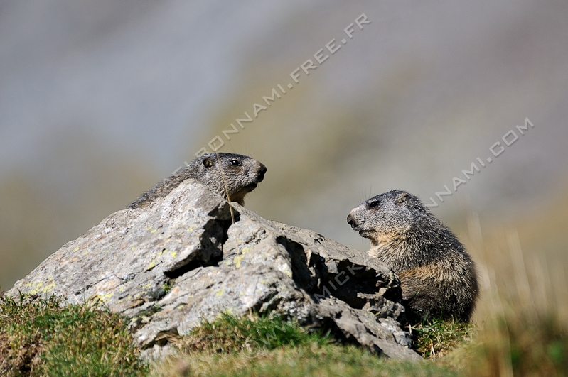 NIKON D300S - 80.0-400.0 mm f/4.5-5.6