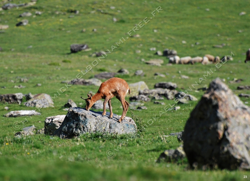 Marmottes et isards (10)