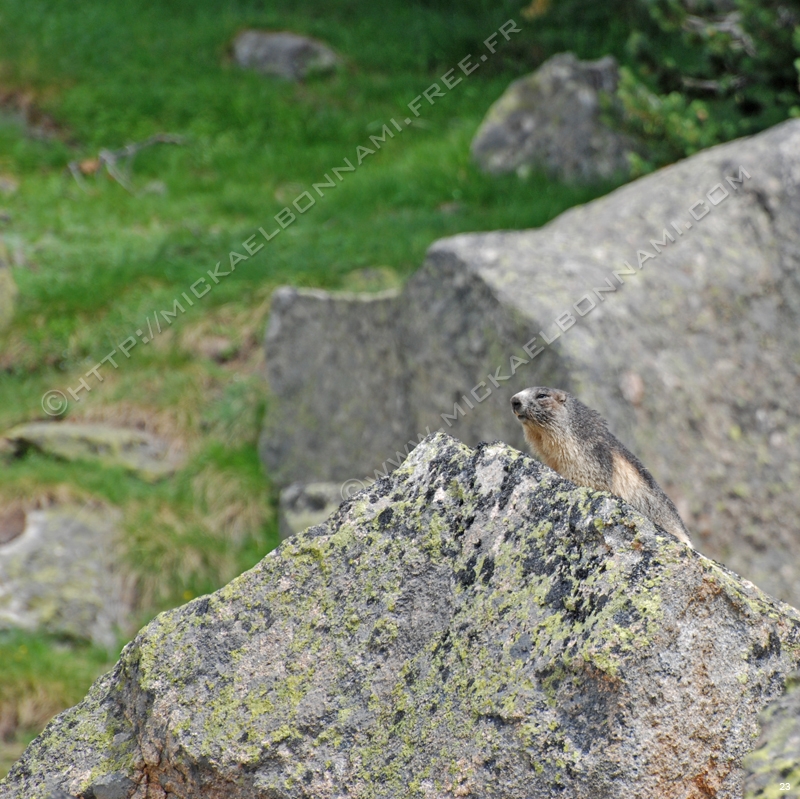 Marmottes et isards (11)
