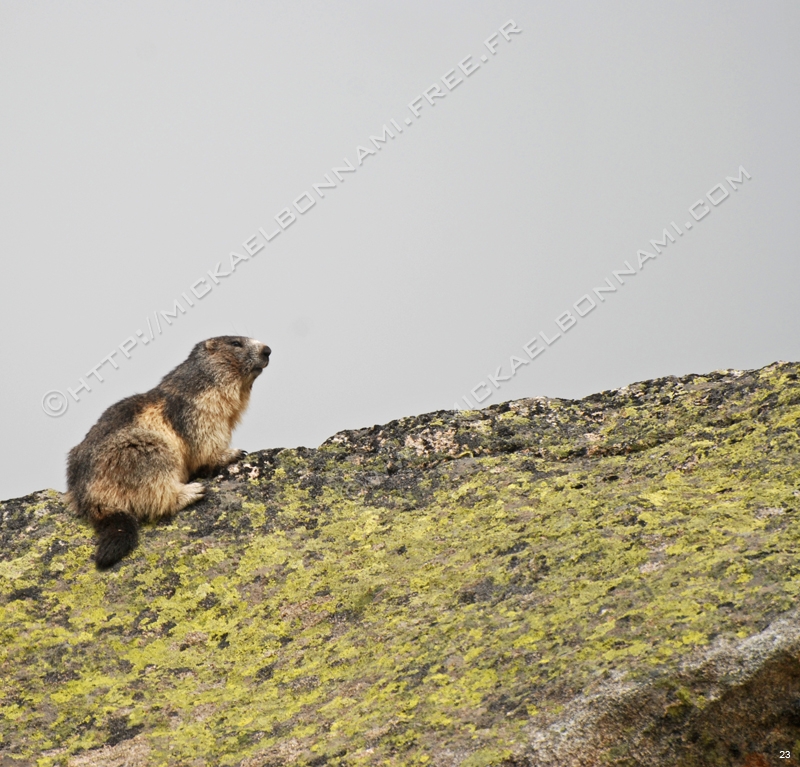 Marmottes et isards (12)