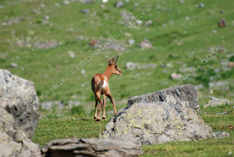Marmottes et isards (15)