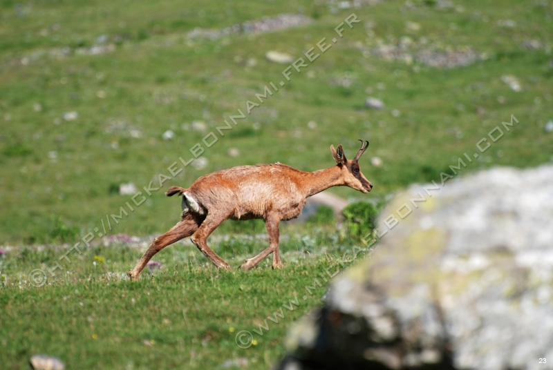 Marmottes et isards (16)