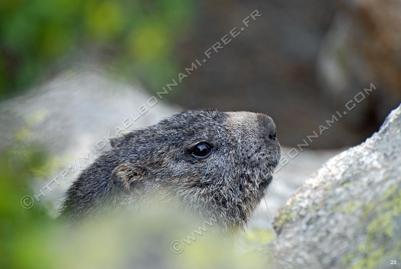 Marmottes et isards (19)