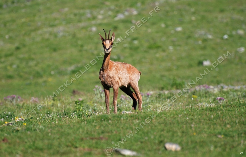 Marmottes et isards (20)
