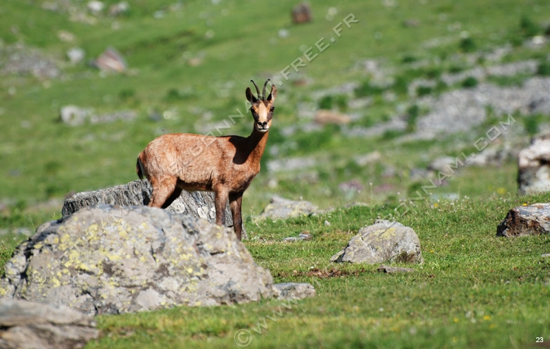 Marmottes et isards (44)