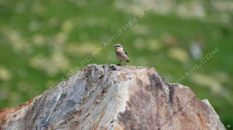 Marmottes et isards (45)