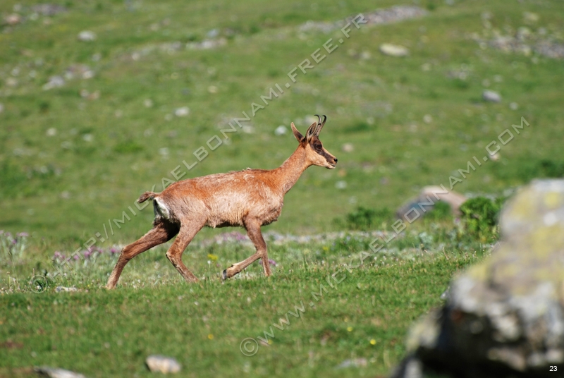 Marmottes et isards (46)