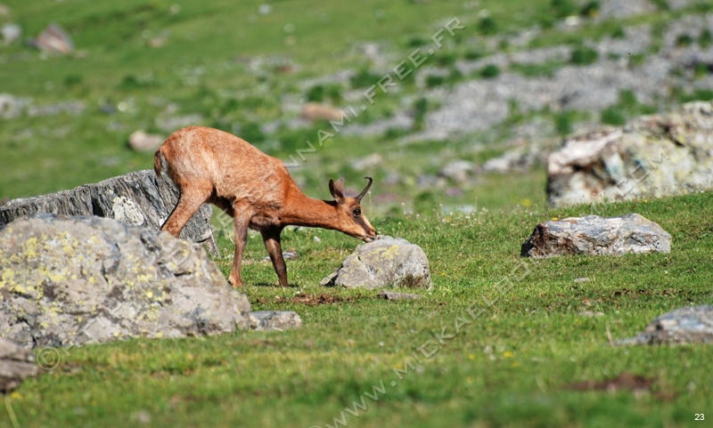 Marmottes et isards (49)