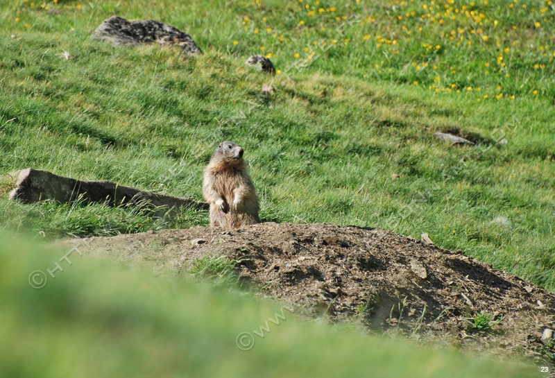 Marmottes et isards (5)