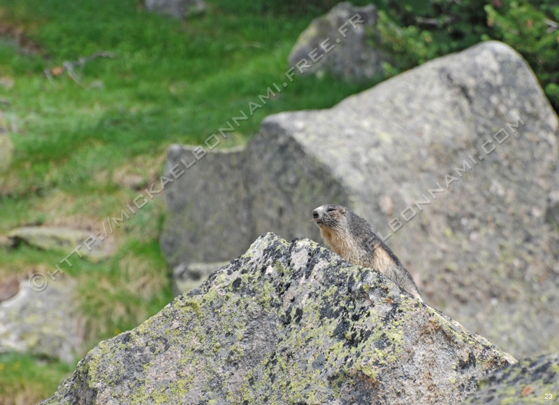 Marmottes et isards (7)