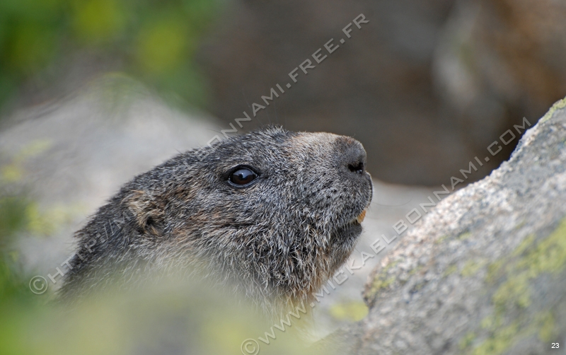 Marmottes et isards