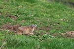 Marmottes et isards (22)