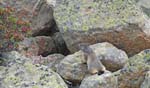 Marmottes et isards (23)