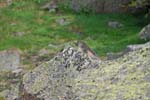 Marmottes et isards (24)
