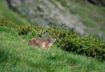 Marmottes et isards (25)