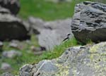 Marmottes et isards (26)