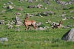 Marmottes et isards (27)