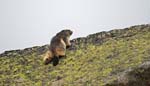 Marmottes et isards (29)