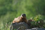 Marmottes et isards (3)