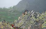 Marmottes et isards (30)