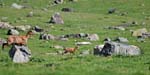 Marmottes et isards (31)