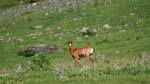 Marmottes et isards (33)
