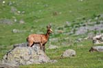 Marmottes et isards (34)