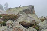 Marmottes et isards (35)