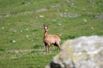 Marmottes et isards (36)