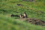 Marmottes et isards (37)