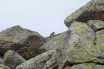 Marmottes et isards (38)