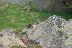 Marmottes et isards (39)