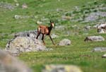 Marmottes et isards (4)