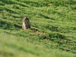 Marmottes et isards (40)