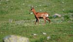 Marmottes et isards (41)
