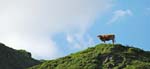 Marmottes et isards (42)