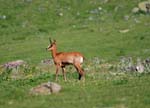 Marmottes et isards (43)