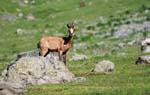Marmottes et isards (44)