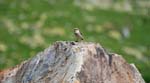 Marmottes et isards (45)