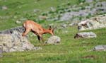Marmottes et isards (48)