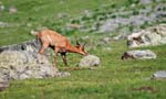 Marmottes et isards (49)