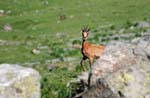 Marmottes et isards (6)