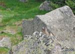 Marmottes et isards (7)